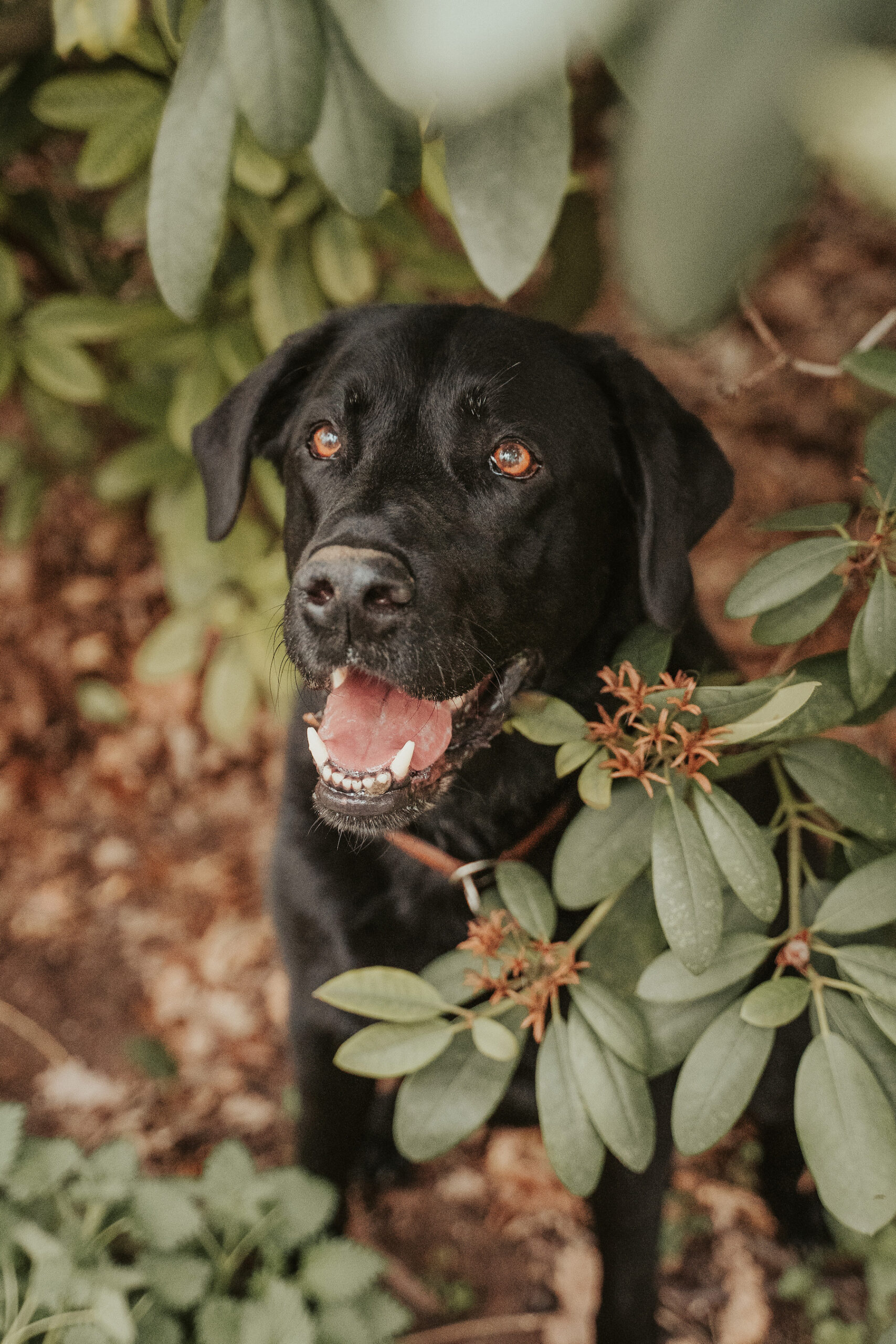 Hundeshooting