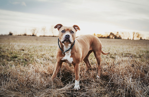 Hundeshooting